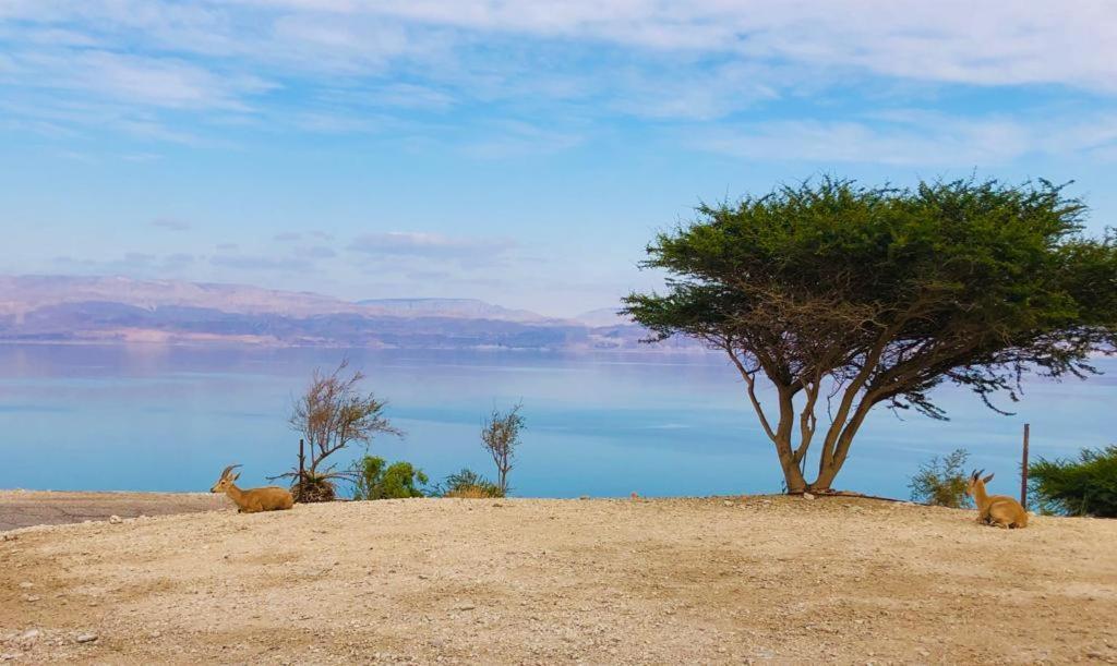 Ein Gedi Caravan By Dory Caravan Exterior foto